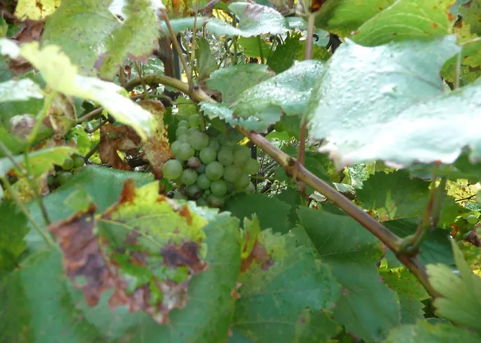 شقة Kleine Oase بوتروب